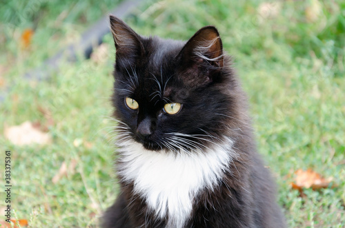 Homeless black kitten on the background of green grass, looking