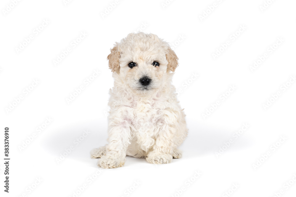 Small miniature toy poodle with white curly fur against white background Small miniature toy poodle with white curly fur against white background