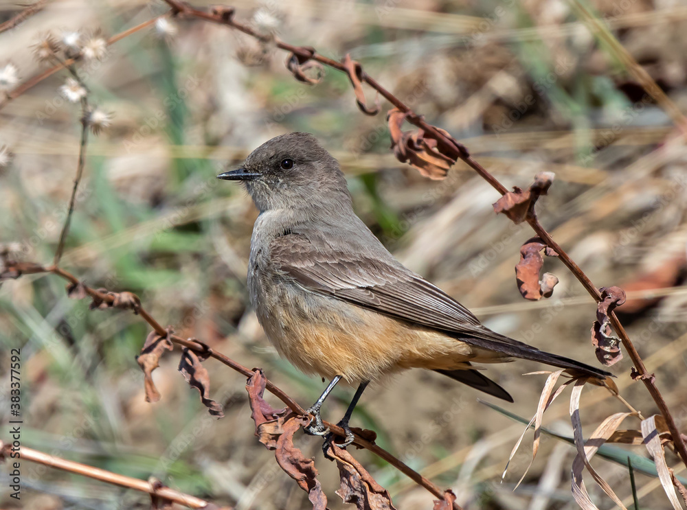 Obraz premium Say's phoebe during spring migration