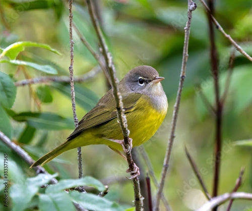MacGillivray's Warbler during fall migration photo