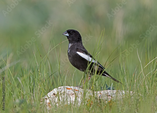 Lark Bunting in the prairie