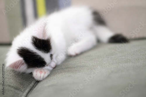 Adorable kitten asleep on the couch.