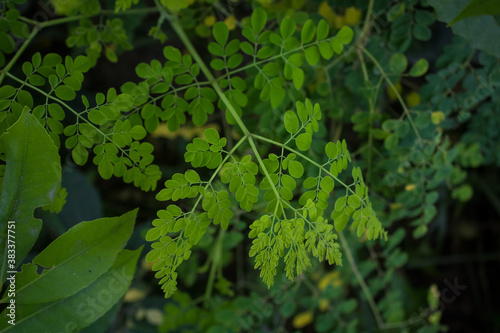 Natural Green Moringa leaves in the Garden, green background. Moringa, leaves (Moringa oleifera Lamk.)