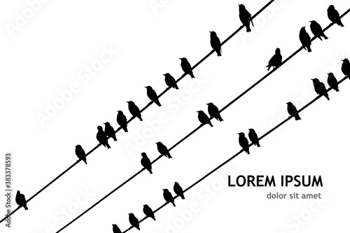 Birds on wires. Vector illustration