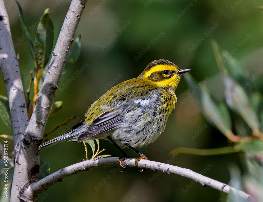 Townsend's Warbler fluffing its feathers during fall migration. Townsend's Warbler fluffing its feathers during fall migration.