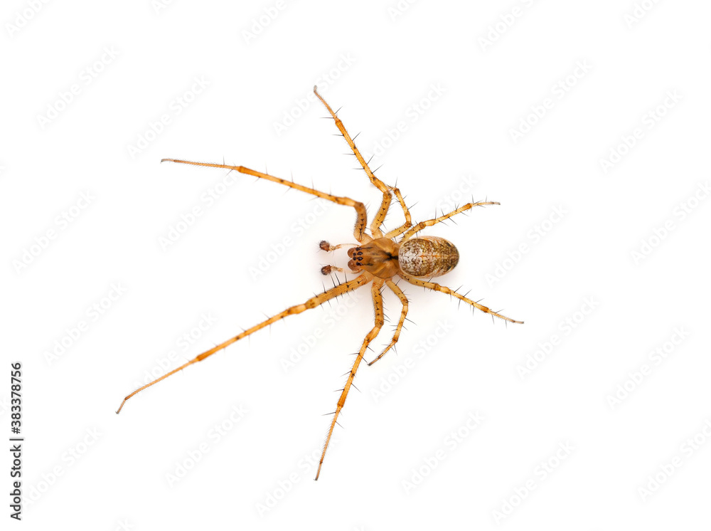 Common orb weaver spider isolated on white background, Metellina sp. Common orb weaver spider isolated on white background, Metellina sp.
