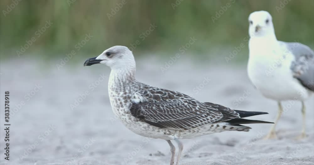 Seagulls wild life eat from the sand and play on the beach. Birds fly, fight for food and flutter their wings. Sea birds biodiversity of communities ecosystem. Biodiversity awareness conservation. Seagulls wild life eat from the sand and play on the beach. Birds fly, fight for food and flutter their wings. Sea birds biodiversity of communities ecosystem. Biodiversity awareness conservation.
