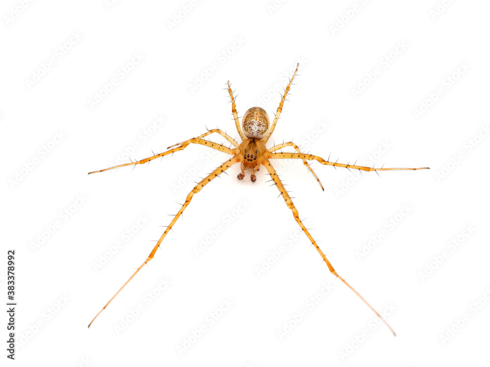 Common orb weaver spider isolated on white background, Metellina sp. Common orb weaver spider isolated on white background, Metellina sp.