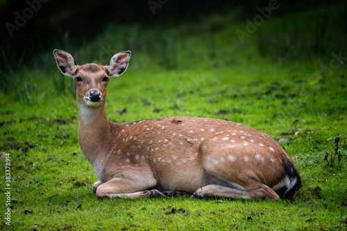 Doe sitting outdoors in nature.