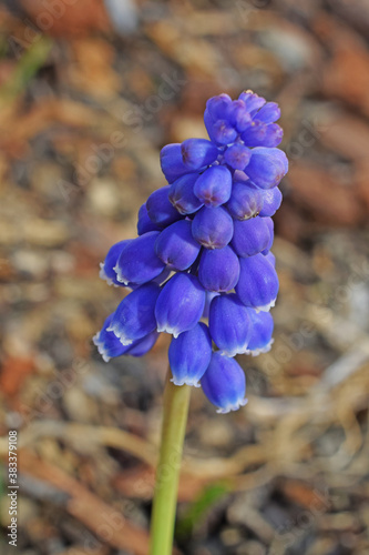 Clochettes violettes de muscaris. photo