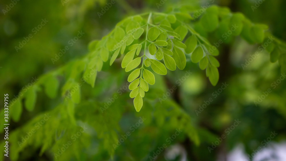 Obraz premium Natural Moringa leaves Tree Green Background.