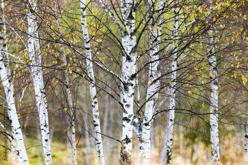 beautiful early autumn nature background foggy trees in the mountains