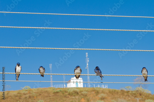 Swallows rest on electrical wiring with the chapel of Santa Rita de Cássia in the background, in the city of Guarani, state of Minas Gerais, Brazil.