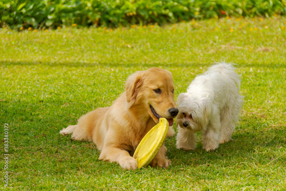 Fototapeta premium Golden retriever dog rests on square lawn