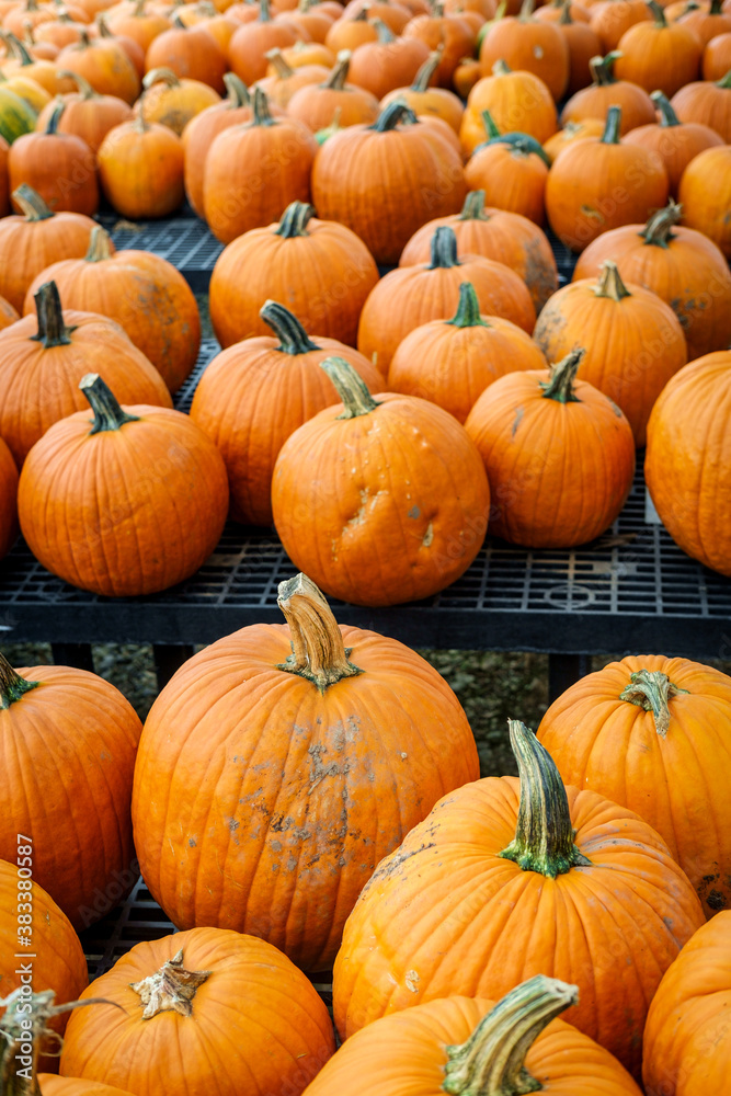 Display Pumpkins Display Pumpkins
