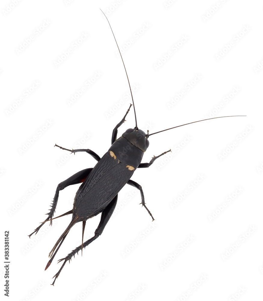 Mediterranean field cricket isolated on white background, Gryllus bimaculatus Mediterranean field cricket isolated on white background, Gryllus bimaculatus