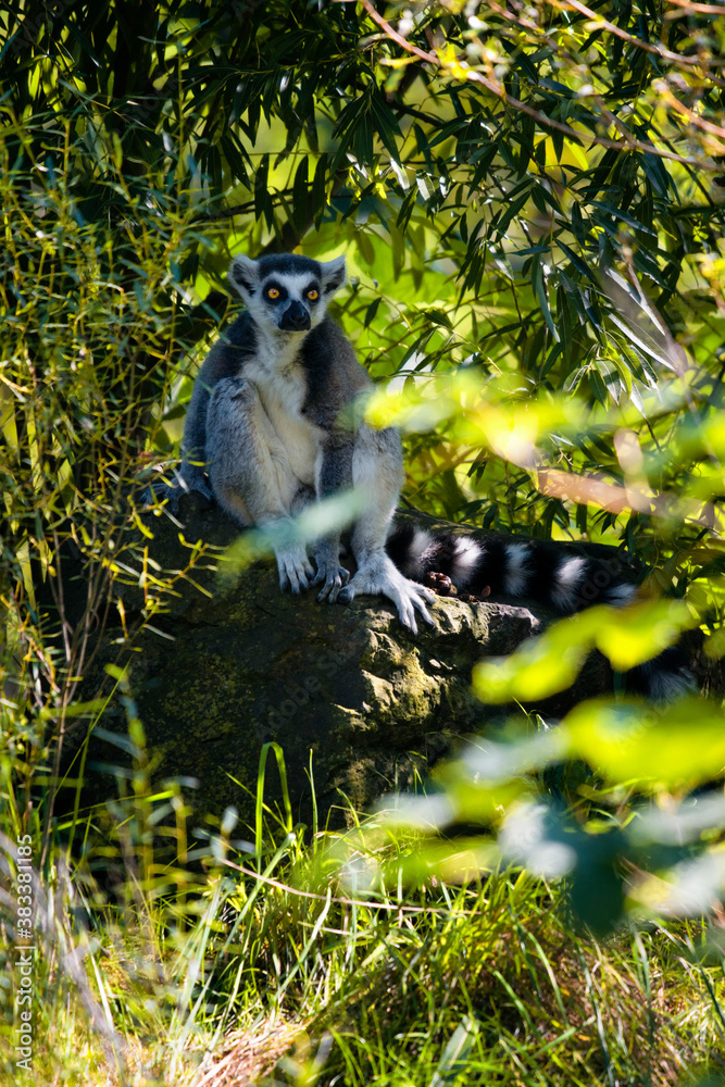 Obraz premium Lemur outdoors in the wild among the leaves.