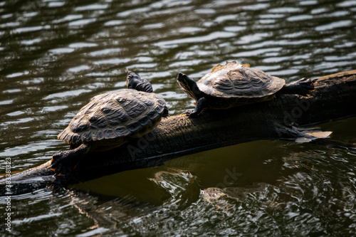 Two turtles bask on a log by a lake.