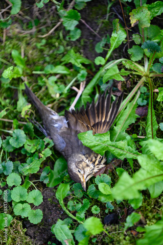 Dead female female scythe bird in the grass. © lapis2380