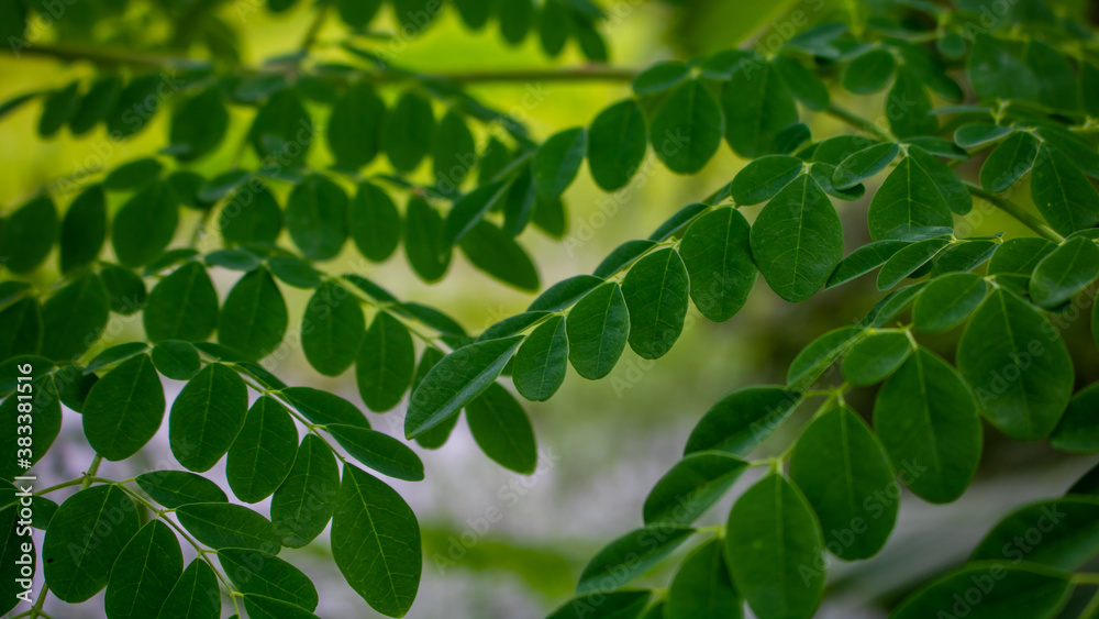 Natural Moringa leaves Green Background. Young Moringa leaves in natural light, alternative medicine plants. Natural Moringa leaves Green Background. Young Moringa leaves in natural light, alternative medicine plants.