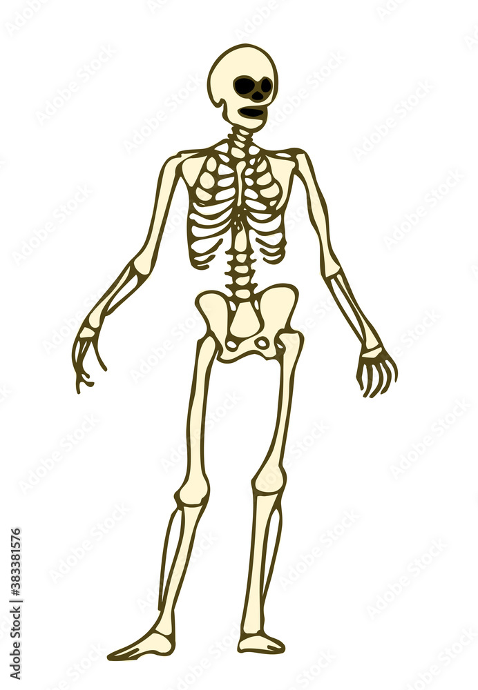 skeleton doodle clipart