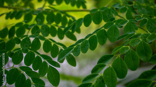 Natural Moringa leaves Green Background. Young Moringa leaves in natural light, alternative medicine plants.