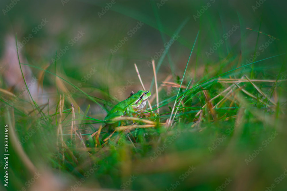 Little green forest frog, disguising itself in the grass, forest amphibian, nature, animals, macro