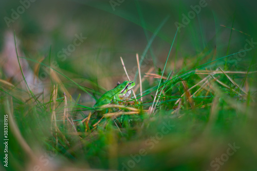 Obraz na płótnie Little green forest frog, disguising itself in the grass, forest amphibian, nature, animals, macro w salonie