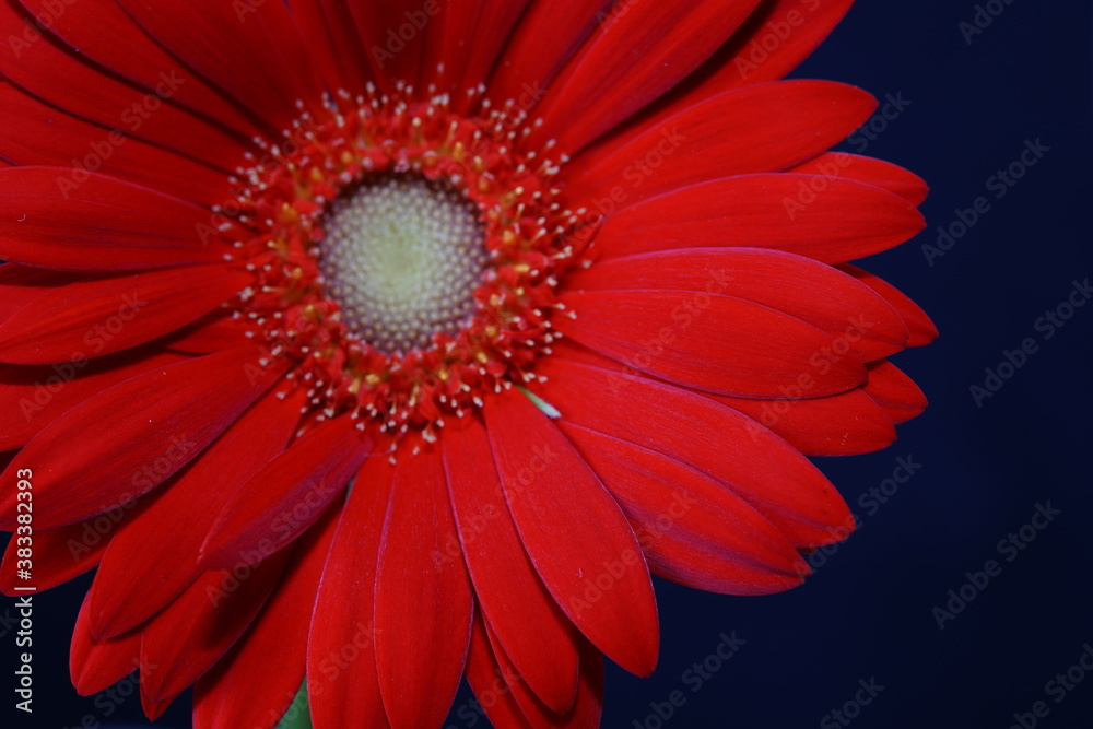 red gerbera flower