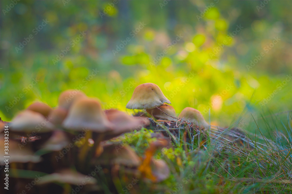 Small mushrooms growing in a group in the forest, lit by the warm autumn sun