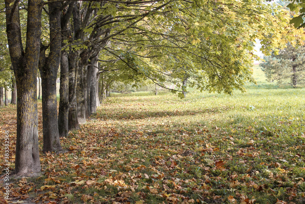 Old maples growing in a row in an autumn park with fallen leaves. Natural background, golden autumn Old maples growing in a row in an autumn park with fallen leaves. Natural background, golden autumn