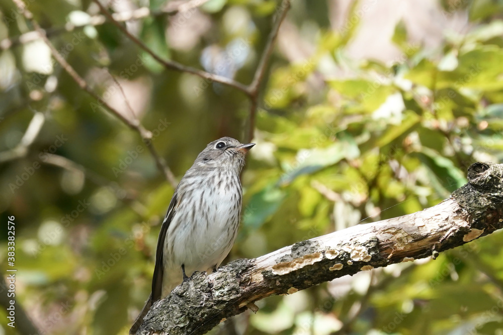 grey streaked flycatcher on branch grey streaked flycatcher on branch