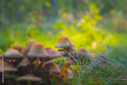 Obraz na płótnie Small mushrooms growing in a group in the forest, lit by the warm autumn sun w salonie