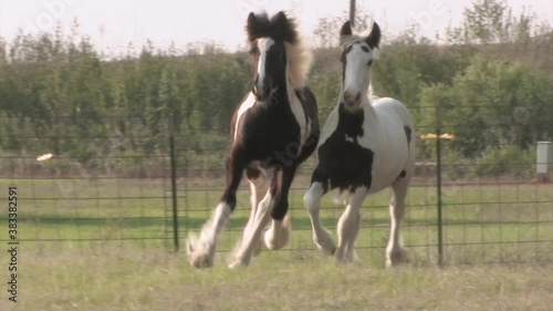 Gypsy Vanner Horse foals Sophie and Enzo run and play