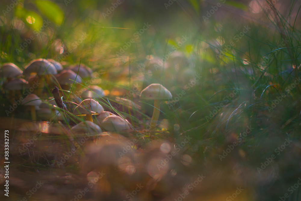 Small mushrooms growing in a group in the forest, lit by the warm autumn sun