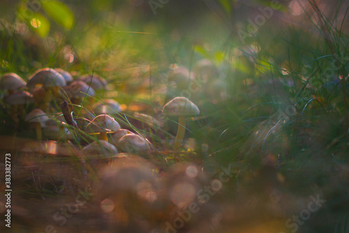 Obraz na płótnie Small mushrooms growing in a group in the forest, lit by the warm autumn sun w salonie
