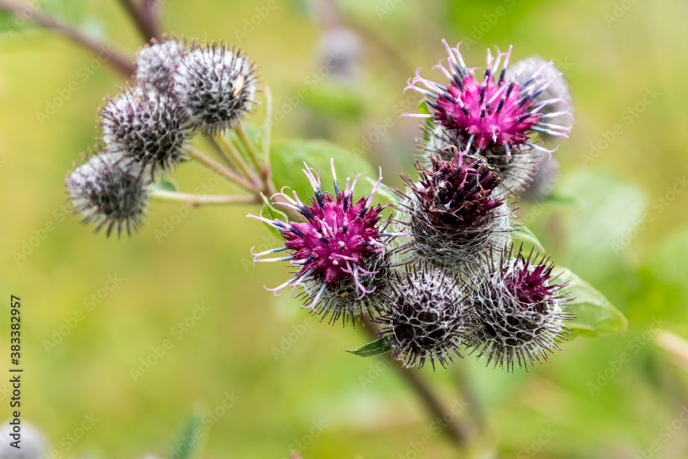 Close up of wild field plant with blossoming buds. Close up of wild field plant with blossoming buds.