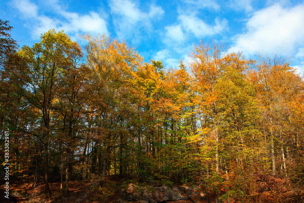 Fototapeta premium Fall Forest Nature with Colorful Trees