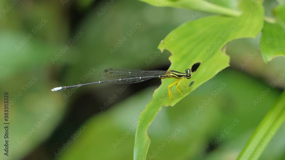 Dragonfly, Spread-winged damselfly, on green leaf in tropical rain forest. Dragonfly, Spread-winged damselfly, on green leaf in tropical rain forest.