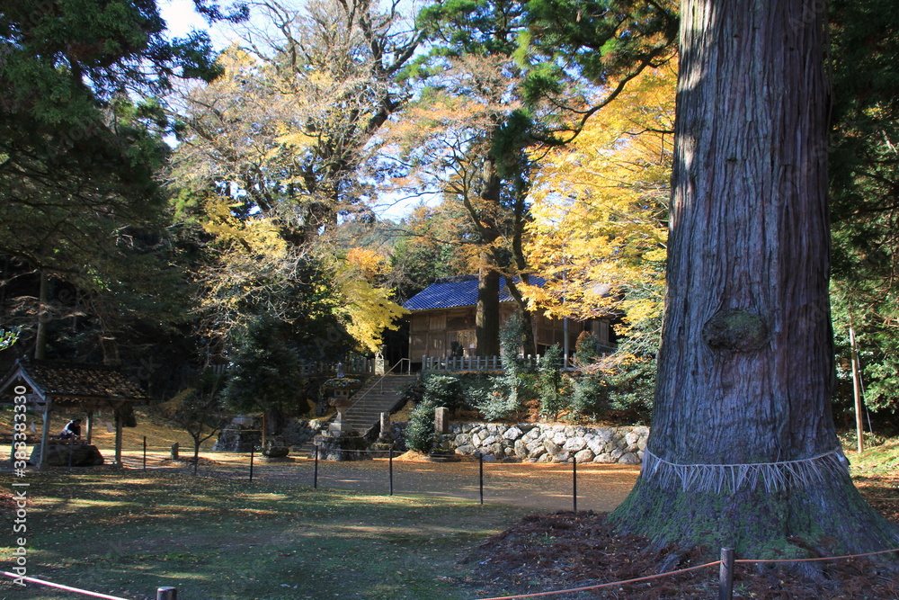 紅葉の雷神社の大イチョウ