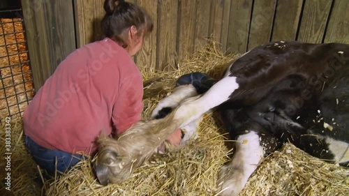 Sequence of Gypsy Horse foal being birthed and taking first steps.