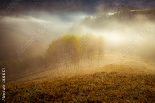 beautiful early autumn nature background foggy trees in the mountains