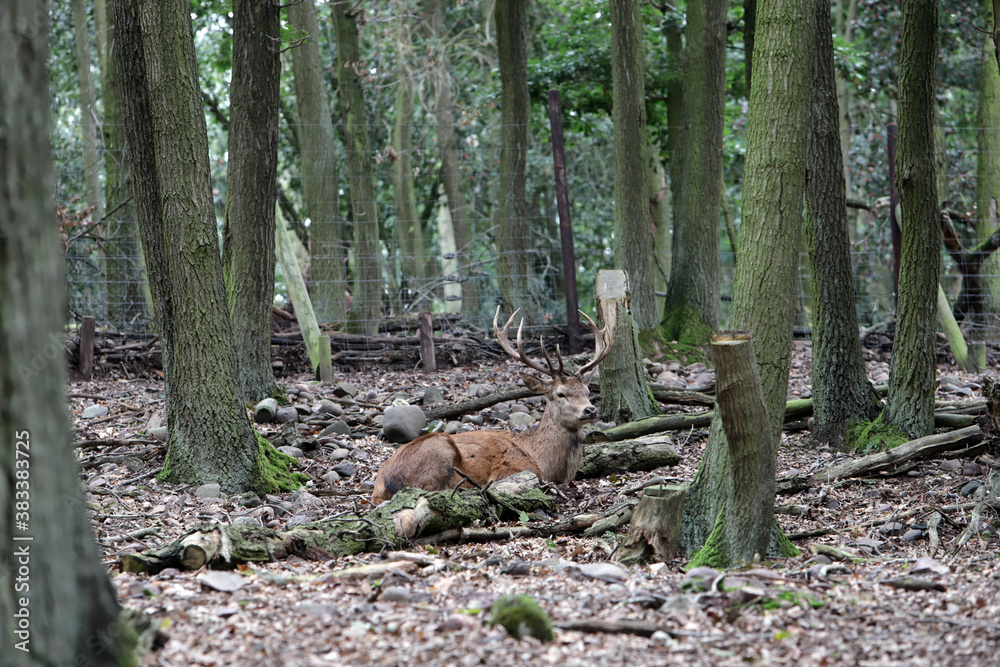 männlicher Rothirsch (Cervus elaphus) im Wildpark