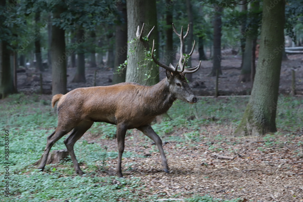 männlicher Rothirsch (Cervus elaphus) im Wildpark