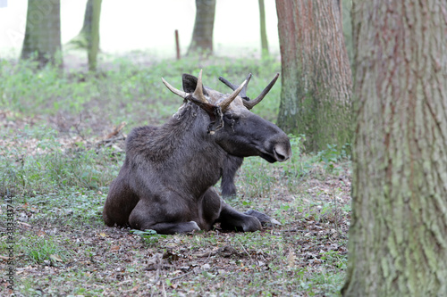 männlicher Elch (Alces alces)  im Wildpark photo