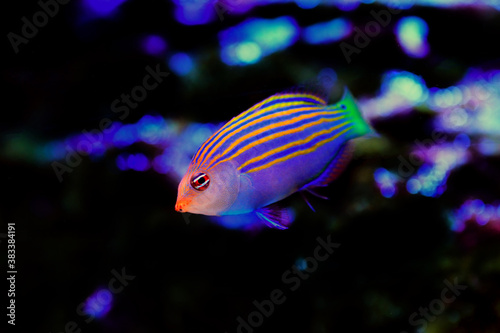 Six-line wrasse - Pseudocheilinus hexataenia photo