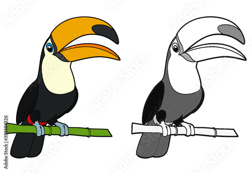 cartoon sketch scene with toucan bird on white background - illustration photo