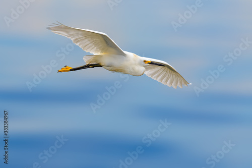 Great egret (Ardea alba) in flight