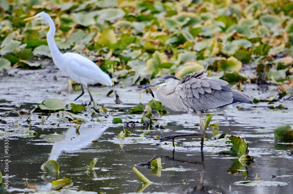 Great Blue Heron in a swamp