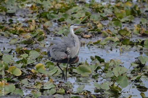 Great Blue Heron in a swamp